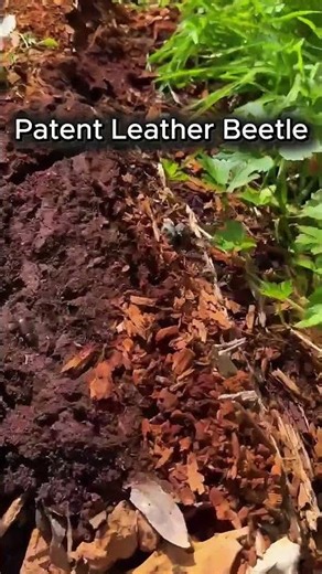 Patent Leather Beetle -- Wood shredder machine