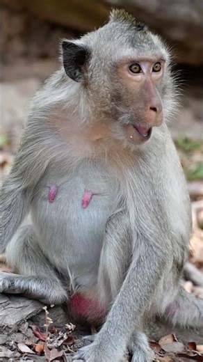 Adorable nice baby baby monkey
