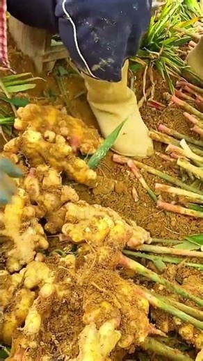 Gloved Hands Sorting Fresh Ginger Roots Covered in Soil Harvest #shorts