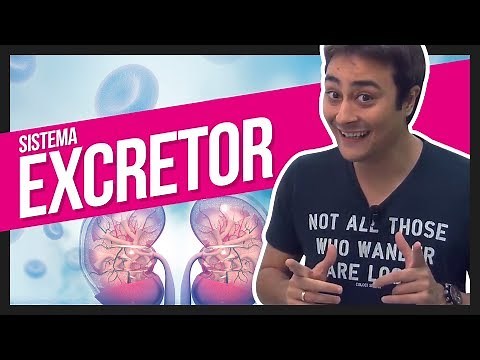 Sistema Excretor | Prof. Paulo Jubilut