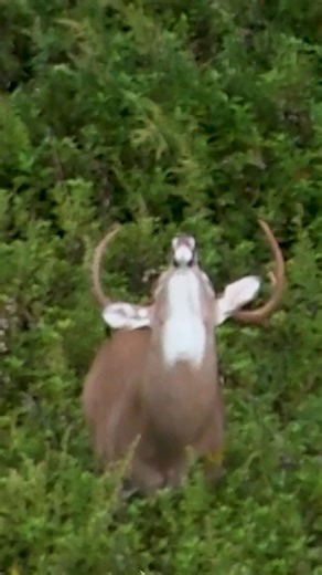 Buck shredding that tree. #bowhunting #archery #deerhunting #hunting #rawfrozenscents #project200 | Team 200TV