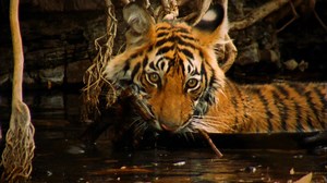 Nature - A Mischievous Tiger - Twin Cities PBS