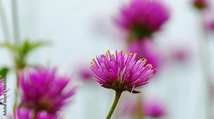 The background image of the colorful flowers, background nature, 4K