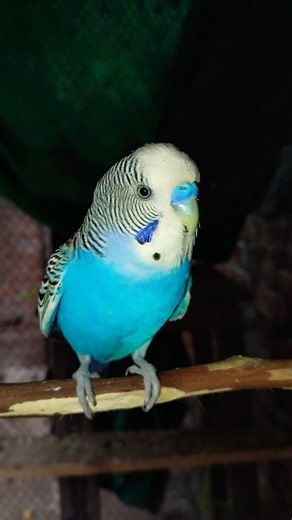 Cute Budgie Sounds 🐦💙 | Budgerigar Chirping