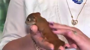 517K views · 12K reactions | CAT ADOPTS SQUIRRELS: A couple of baby...