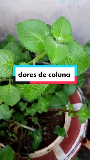 Remédios Caseiros para Dores de Coluna: Alívio Rápido e Natural