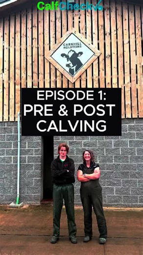 Effective Dry Cow Management for Calving Success