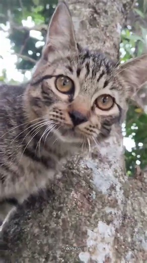 like a Puma but not a Bird 🤗 #cat