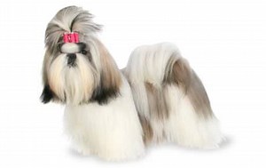 Shih Tzu Dog Breed Guide, stats (Photos & Videos)