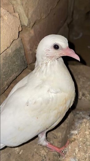 What Breed Is This Beautiful White Pigeon? 🕊️😍” #birds #pigeon #birdspotter #pigeonday