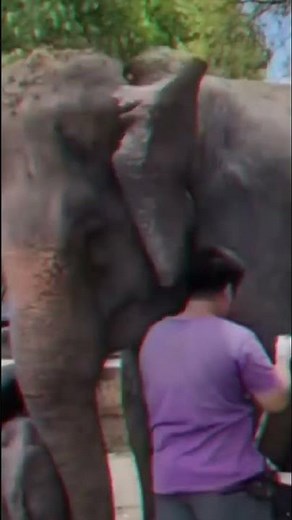 "World's First Mixed-Gender Elephant Twins in Thailand: A Miracle Unveiled" #thailand #news #today