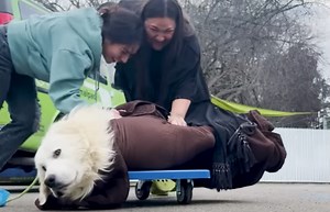 Scared Puppy Mill Rescue Too Afraid To Come Inside Foster Home Until...