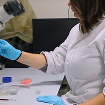 Agrobacterium tumefaciens and Agrobacterium rhizogenes-Mediated Transformation of Potato and the Promoter Activity of a Suberin Gene by GUS Staining