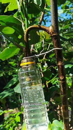 Propagate more bonsai stock using a unique water-based air-layering method.🌳🌳 #bonsai #bonsaitree