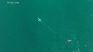 Urgent search for entangled whale continues in Bay Area waters as rescue crews rush to free it