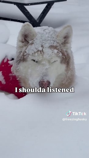 Husky Survives Overnight in Blizzard