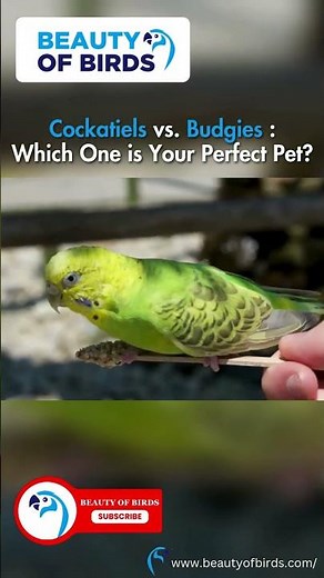 Cockatiels vs Budgies: Which Bird is The Best For You? | Social Needs Comparison