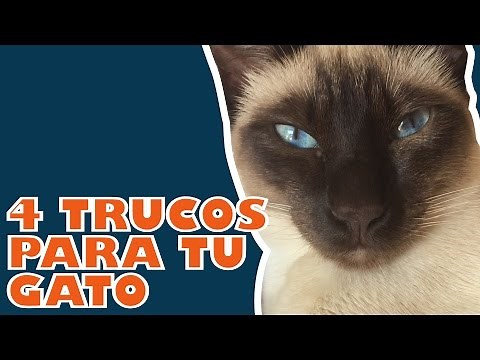 4 Trucos Para Enseñarle a tu Gato - Entrena a tu Gato