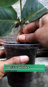 174K views · 2.3K reactions | Rooting plant Stem cutting step by step in short | Grafting Examples | Facebook