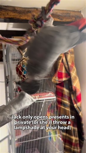 Fart Birb on Instagram: "Honestly struggle to film Jack opening her presents because she prefers to open them INSIDE her cage and it always looks awful filming her unwrapping a seed bell behind bars. Imagine the comments? A SEED BELL? A PARROT IN A CAGE? I’d be hung, drawn and quartered before I’d even had a chance to explain that Jack is a private lady bird who doesn’t like to be watched when she opens her gifts. If it’s not teatime, Jack likes to be on, in or by her cage more often than she do