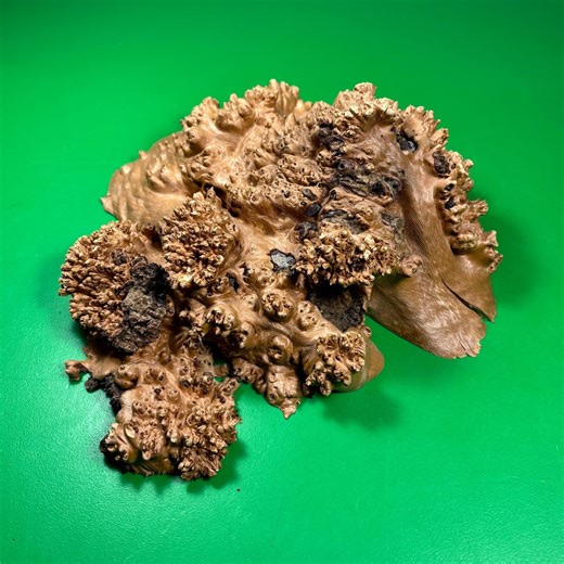 Maple Burl Wood. Burl Wood. Live Edge Wood.(8,27х7,7,87 In) - Etsy Australia