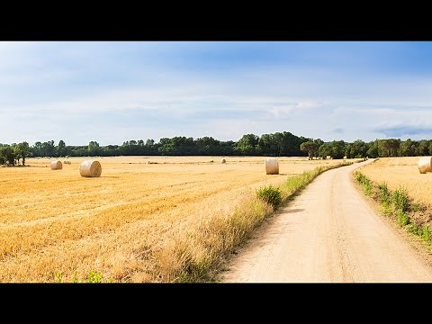 Sermon - Separating the Wheat from the Chaff