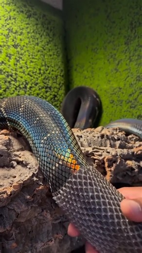 392K views · 3.4K reactions | Help the python shed its skin. | Pitik Ni Baran | Facebook