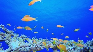 Coral Reef Fish Scene Tropical Underwater Stock Footage Video (100% Royalty-free) 1053568748 | Shutterstock