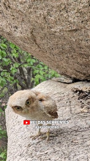 Perigo dessa coruja predar os filhotes! #vida #filhotes #animais | Rei Das Serpentes