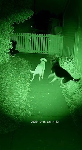 This Shows Dogs Are The Perfect Home Guardians #fblifestyle #viralreels #crazy | Meagan Good Stories