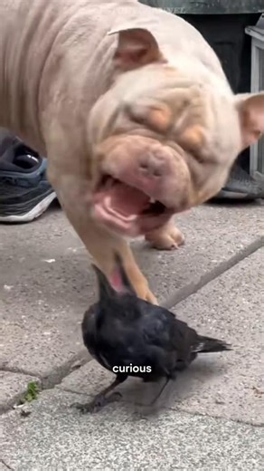 This Bird Is Smarter Than You Think #crow #raven