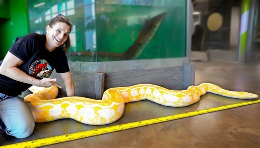 A new snake raises questions about size and long-term care