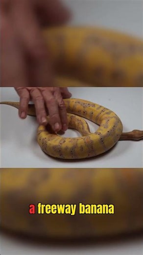 Breeding the UNSEEN! Sunset Banana Acid Morphs