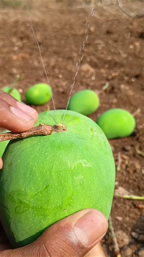 100%Natural mango fram #mango #fruit #new #india #youtube #trending #shorts