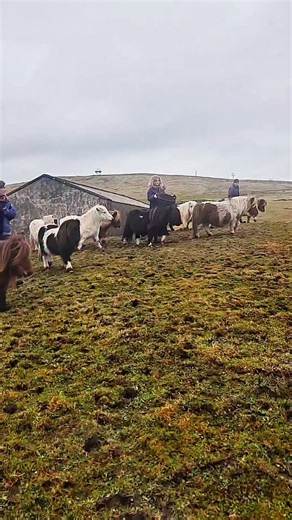 Brygarth Shetland Pony Stud on Instagram: "Meet our boys! We are a Shetland pony stud, in the Shetland Islands, with more than 40 ponies to look after. This includes our herd of stallions and a four-year-old colt. Here are our beautiful boys getting their dinner on a not so beautiful winters day. They all live out on a very large, hilly field together, but they all get on surprisingly well considering they are feisty stallions! #shetlandpony #shetlandstallion #scotland #horsestagram #poniesofins