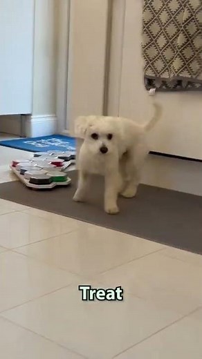 Kenny the Talking Dog uses buttons to answer whether he wants food or a treat..