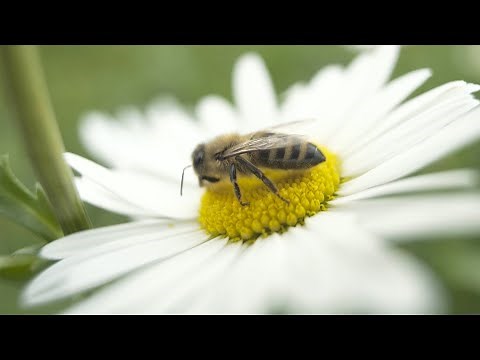 8 Practical Things You Can Do To Help The Bees