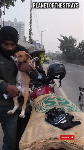 He’s Never Had a Bed Before… 🐾💙 #adoptstrays #saveanimals #shorts #humanity #happiness #cute #pets