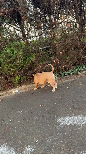 J’ai honte à chaque fois quand je met une vidéos à cause de ce chien #bully #bullyxl #americanbully #chien #dogsoftiktok