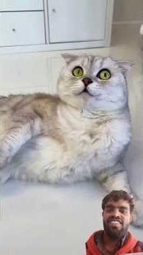 Sonya cats 🐈🐈 #cats #cat #animals