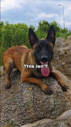 The Most Intense Guard Dog Alive? Belgian Malinois