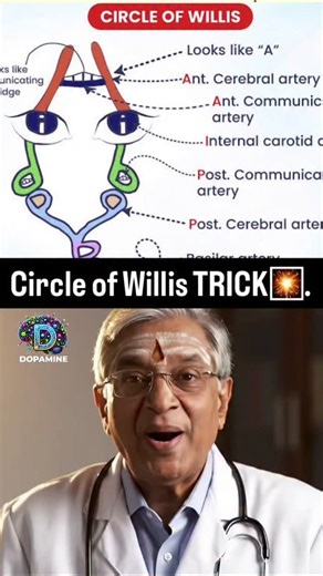 Dr Kailasam on Instagram: "Trick for Circle of willis🔥🔥🔥🔥 Struggling to remember the Circle of Willis? Just draw alphabets and never forget cerebral circulation again! V → Vertebral B → Basilar P → Posterior cerebral Eyes → Internal carotid & Ophthalmic A → Anterior cerebral Bridge → Communicating arteries PICA & AICA → Branches made easy #CircleOfWillis #NeuroAnatomy #CerebralCirculation #BrainAnatomy #AnatomyMadeEasy MedicalMnemonics VisualLearning QuickRevision ConceptBasedLearning MBBS M