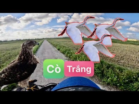 Nghẹt Thở Với Pha Goshawk Khóa Chặt Cò Trắng Trên Không