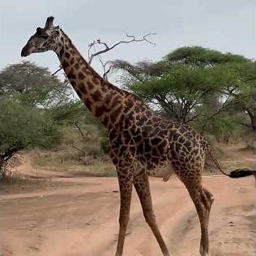 Tanzania Wildlife Safari | Elephant, Lion, Leopard & Giraffe Up Close! 🦁🐘🐆🦒