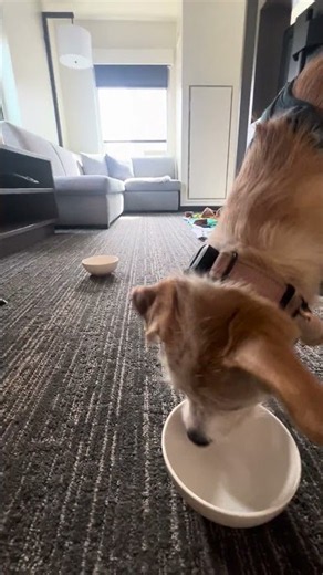 Dog Nosework At Home: Find It with Bowls Level 3 with Terrier | Fear-free Training & Enrichment