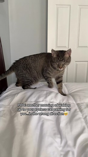 Blind Cat Navigates Morning Using Every Working Sense