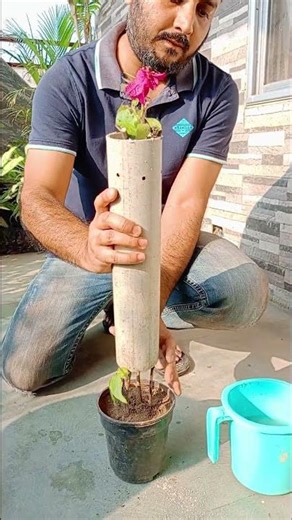 Bougainvillea Propagation - 3 METHODS!