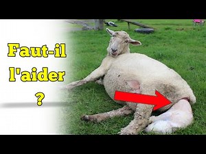 Devez-vous aider les brebis lors de l'accouchement ? Naissance chez les moutons