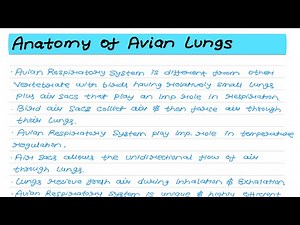 Avian Lung Anatomy & Respiration: Air Sacs | DSC-10 Comparative Anatomy of Vertebrate | DU Zoo Sem 4