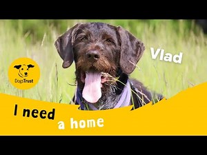 Vlad the gorgeous German Wirehaired Pointer | Dogs Trust Leeds